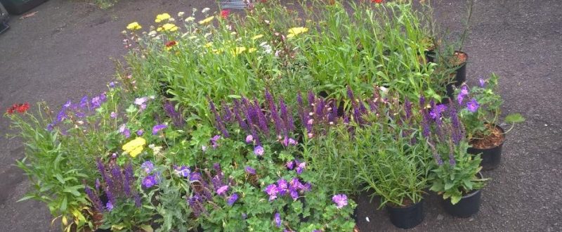 plants in pots of sale