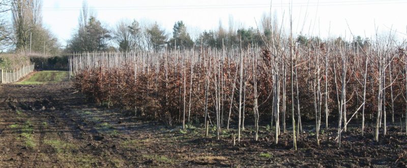 Bare-Root Season