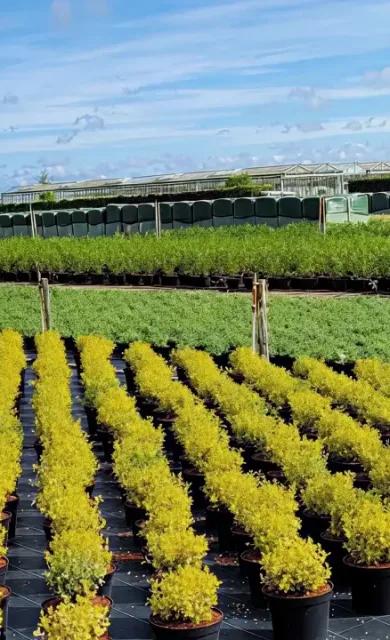 Coles Nurseries