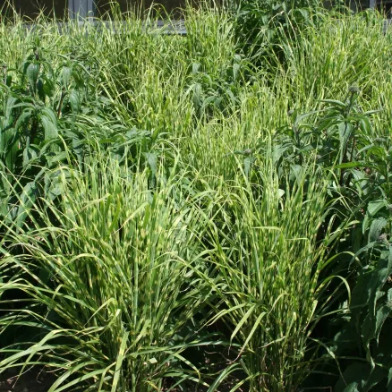 Bamboos-Grasses-3