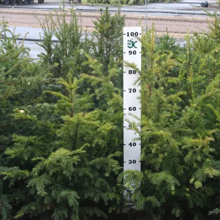 Conifers-3