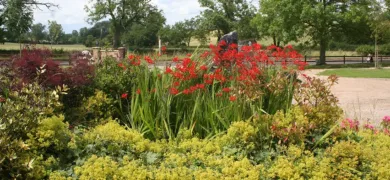 flower bed