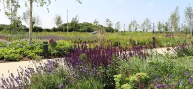 flower beds and path in garden