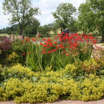 Herbaceous-5