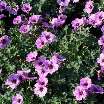 Herbaceous-6