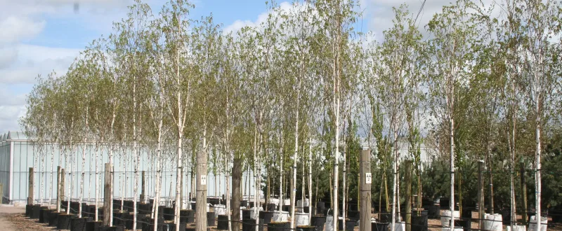 trees in air pots