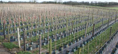rows of trees at Coles Nurseries
