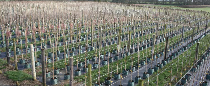 rows of trees at Coles Nurseries