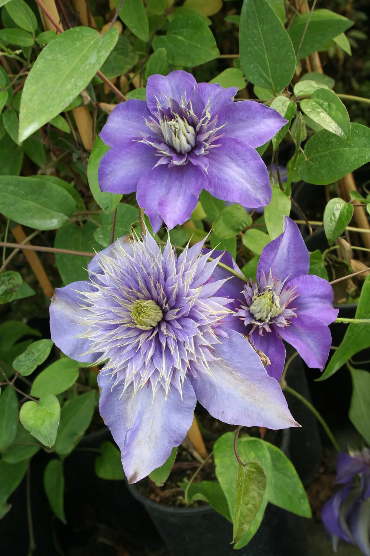 purple flowered climbers