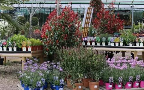 Coles Nurseries