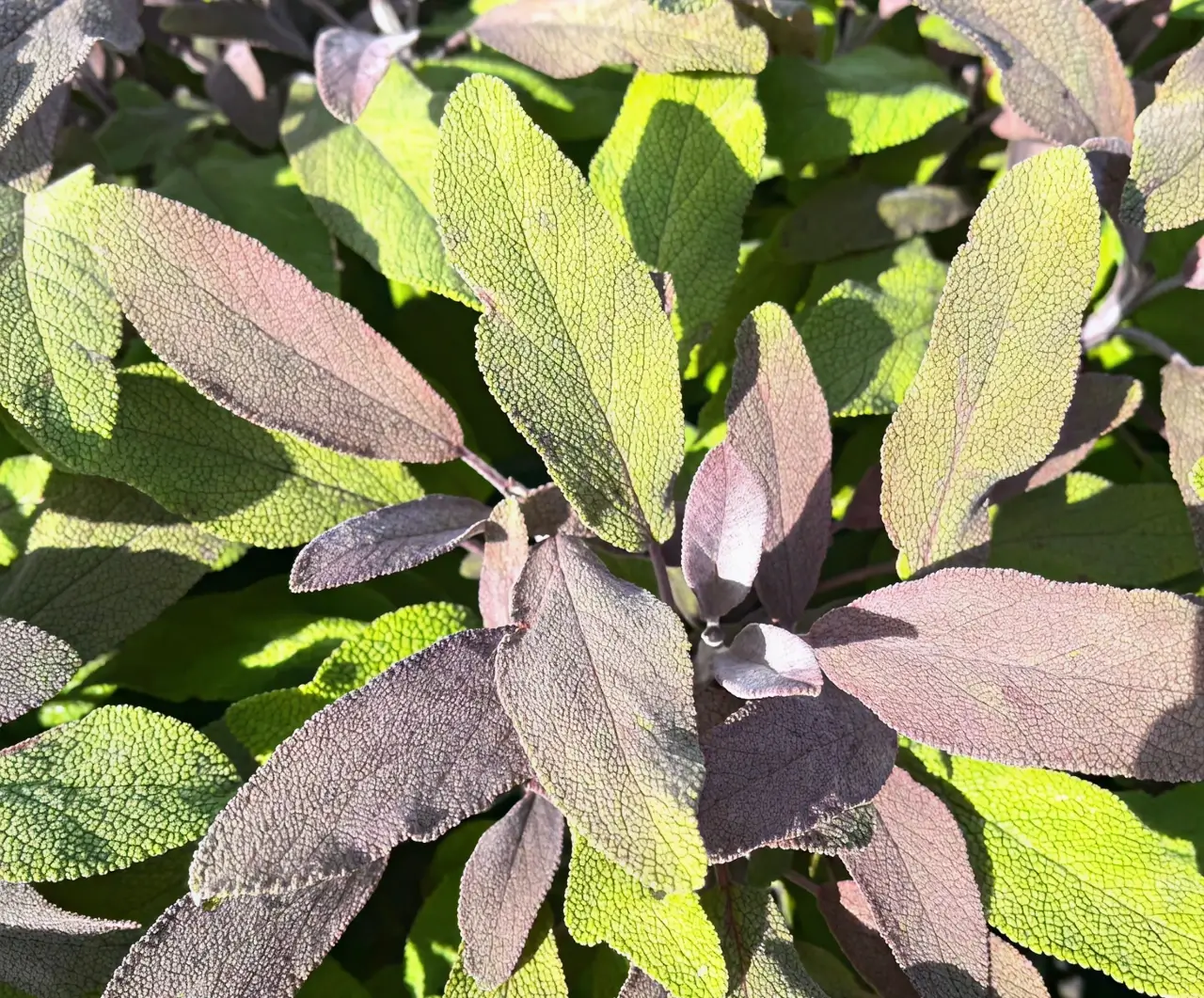 green leaves