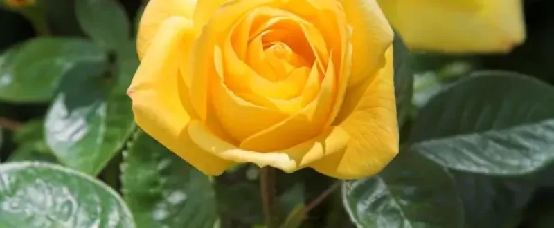 yellow rose close up