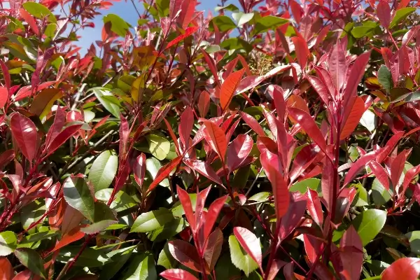red leafed plants