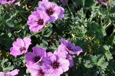Coles Nurseries