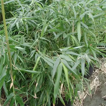 Bamboo 2