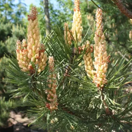 Conifer 2