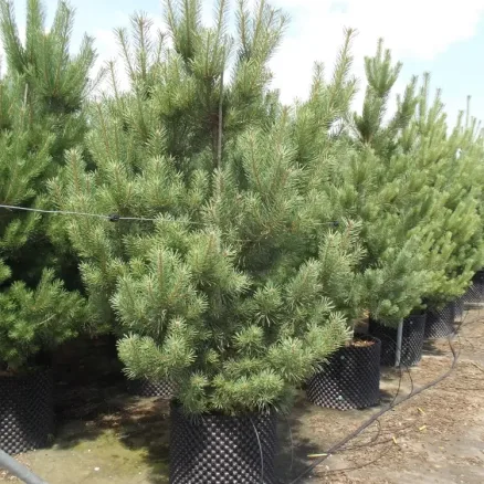Conifer