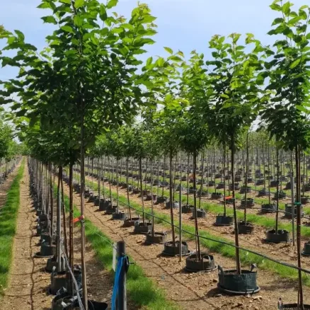 Container Trees 2