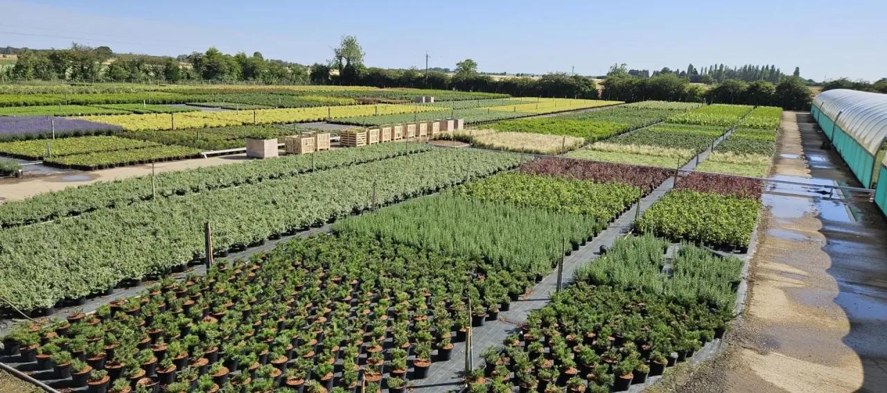 Coles Nurseries