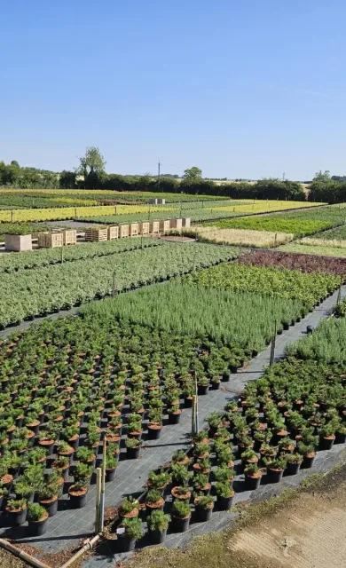 Coles Nurseries