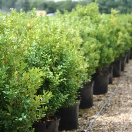 SHRUBS (1)