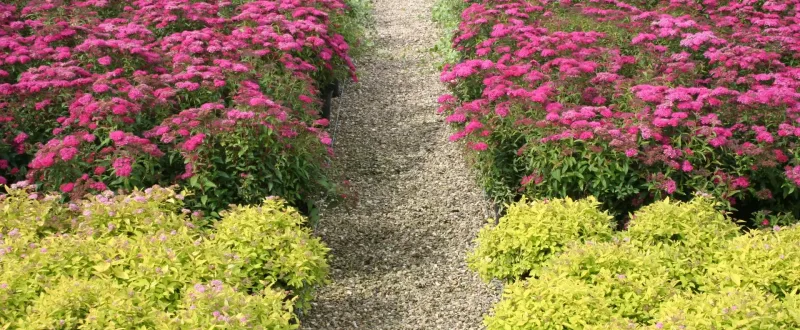 SHRUBS close up