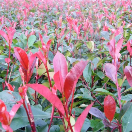 Shrubs 5