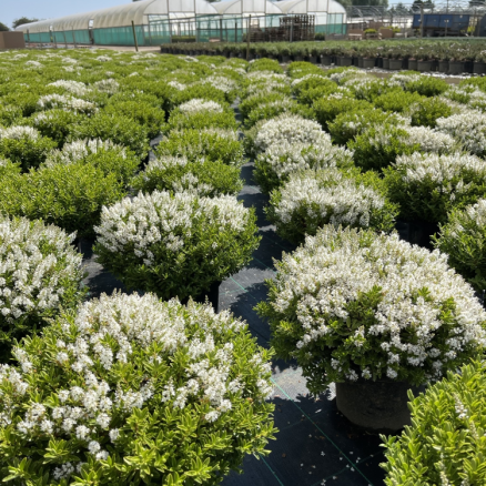 Hebe rakinensis C10 (Shrub)