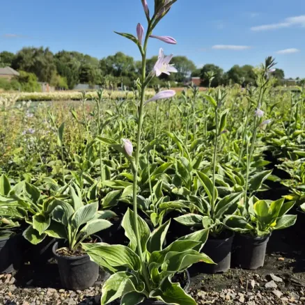 Hosta (Herbaceous)