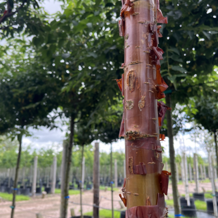Prunus serrula