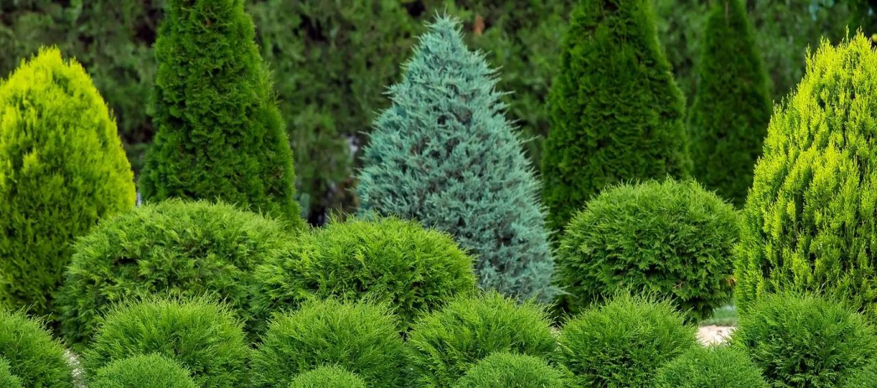 Coles Nurseries