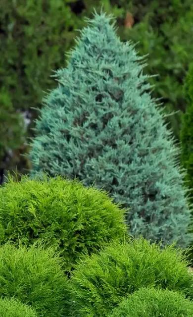 Coles Nurseries