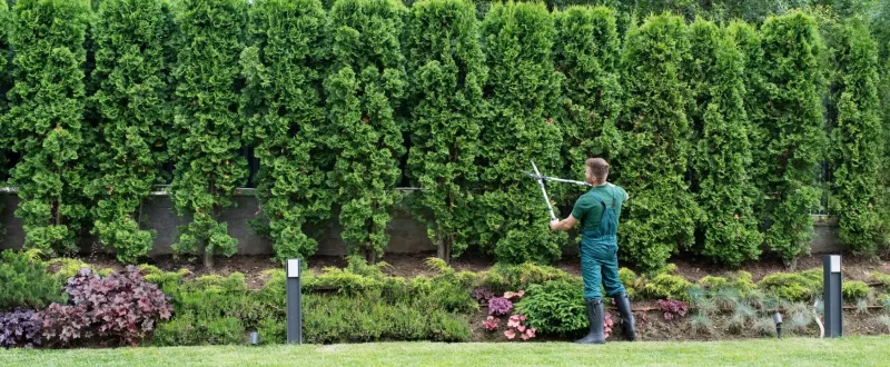 man trimming hedge