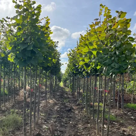 Bare root trees(1)