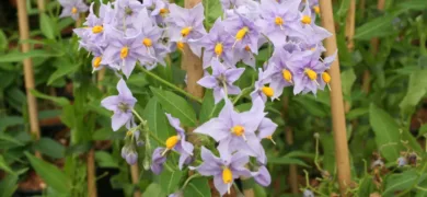 yellow and purple climber plant supplied by Coles Nursery