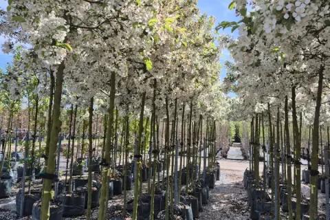 Coles Nurseries