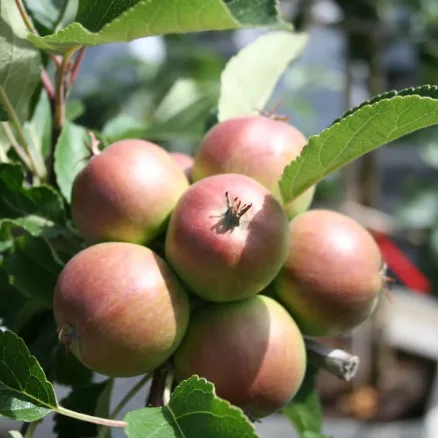 Fruit