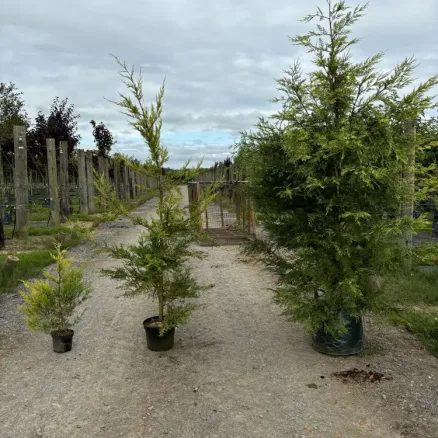 Hedging (4)