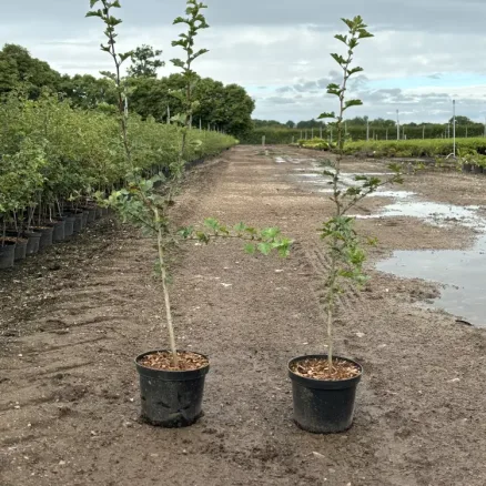 Hedging (6)