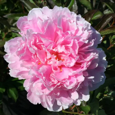 Rose 3
