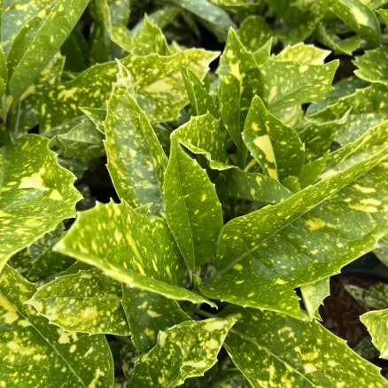 SHRUBS 4