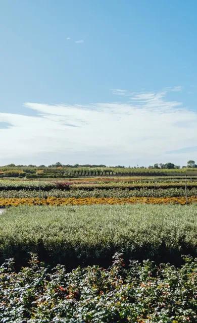 Coles Nurseries