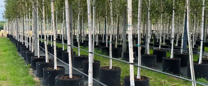 Coles Nurseries row of young trees