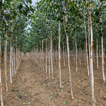 second content image on trees page