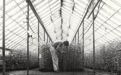 Coles Nurseries